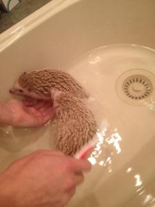 Salt and Pepper have a Bath...with a toothbrush for scrubbing!